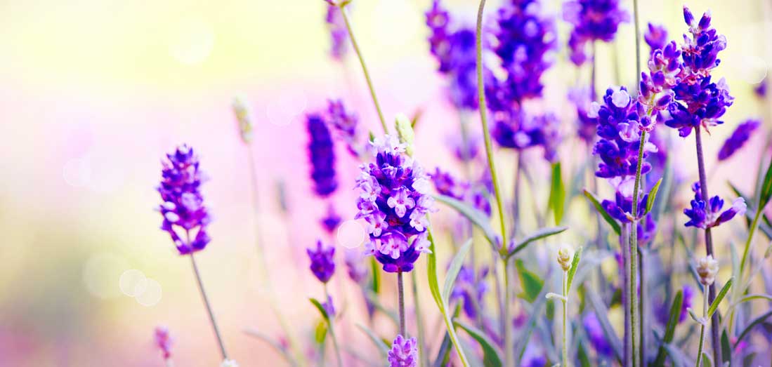 Lavender Flowers