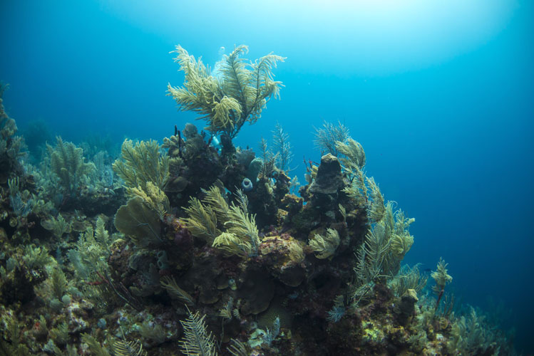 Coral Reef Ocean