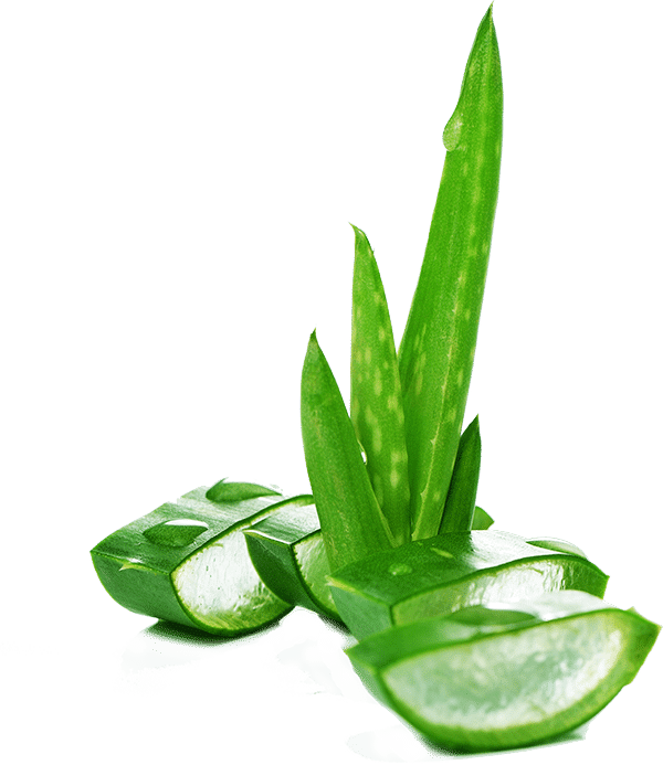 Aloe Plant