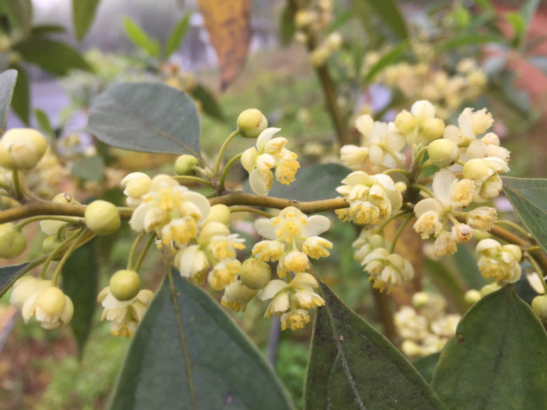 Litsea Cubeba May Chang