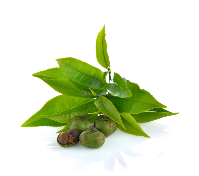 Camellia Sinensis Green Tea