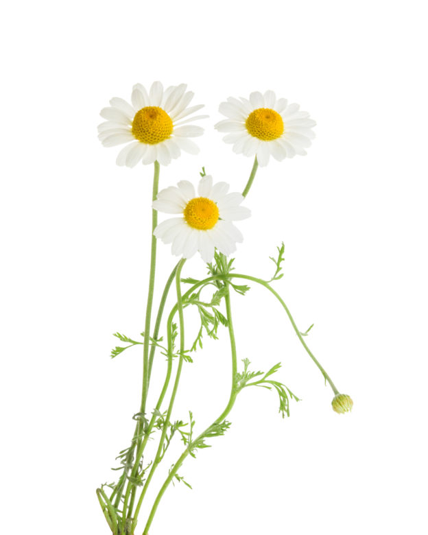 Daisy Flower Extract