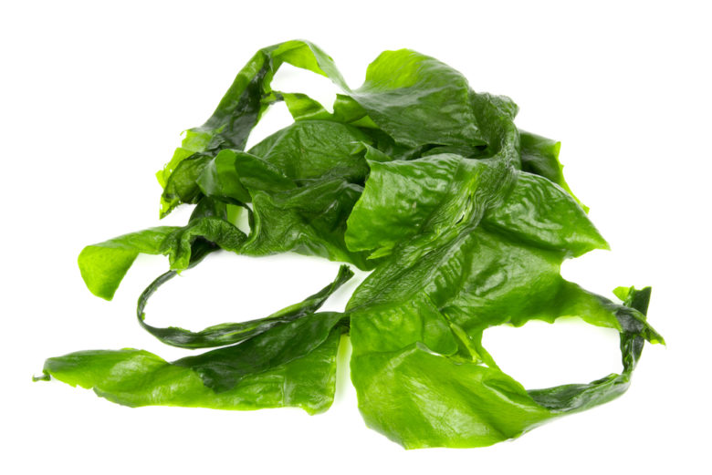 Kelp Laminaria Saccharina