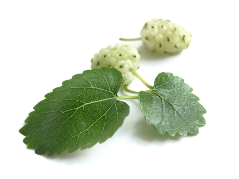 Morus Alba White Mulberry