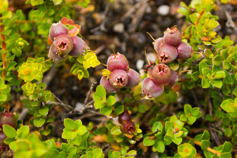 Muntries Kunzea Pomifera