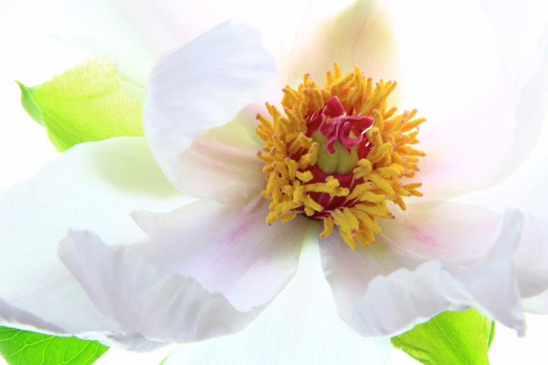 Paeonia Suffruticosa Peony