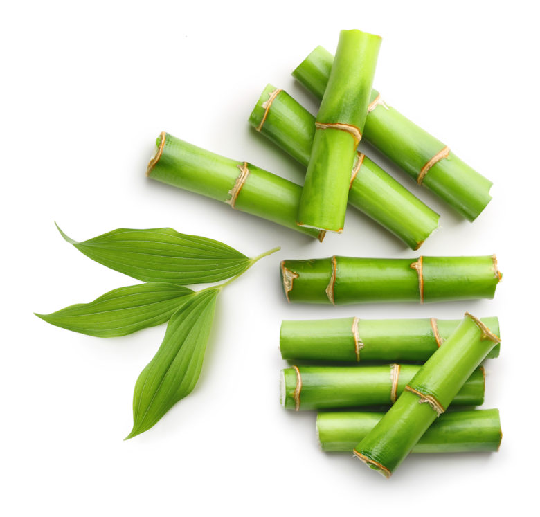 Phyllostachys Pubescens Bamboo Culture