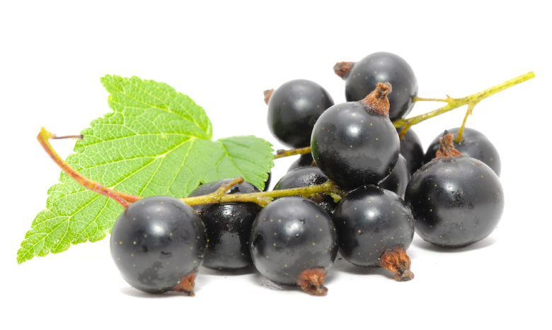 Ribes Nigrum Black Currant Oil