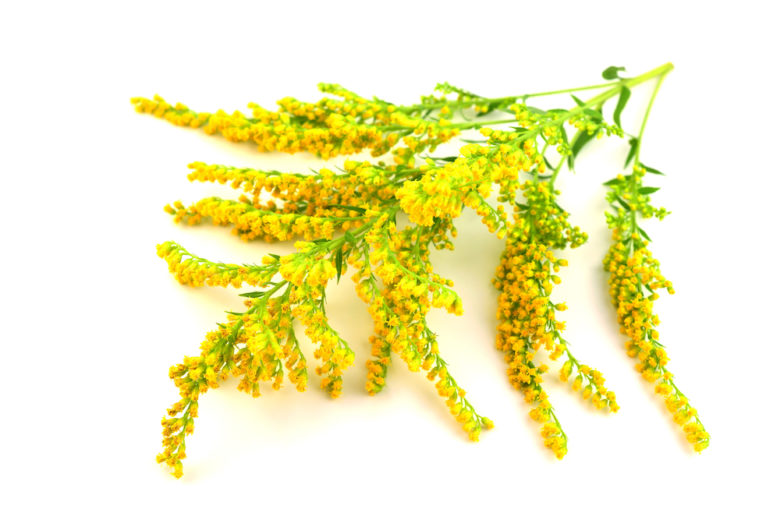 Solidago Goldenrod Extract