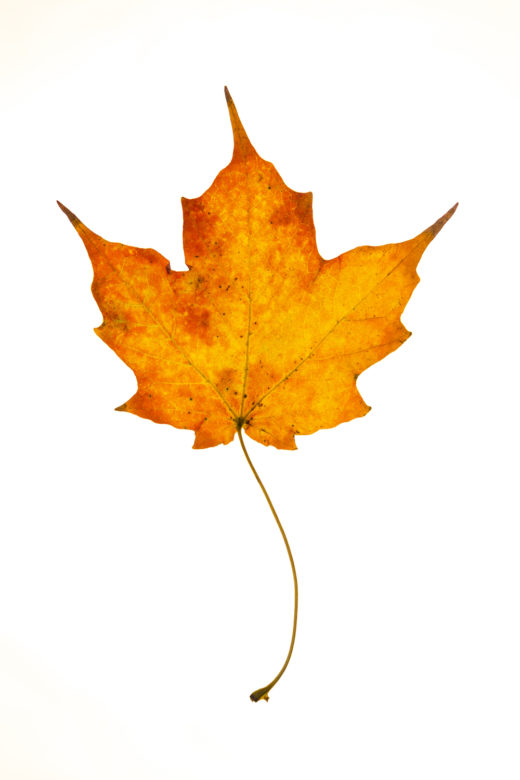 Sugar Maple