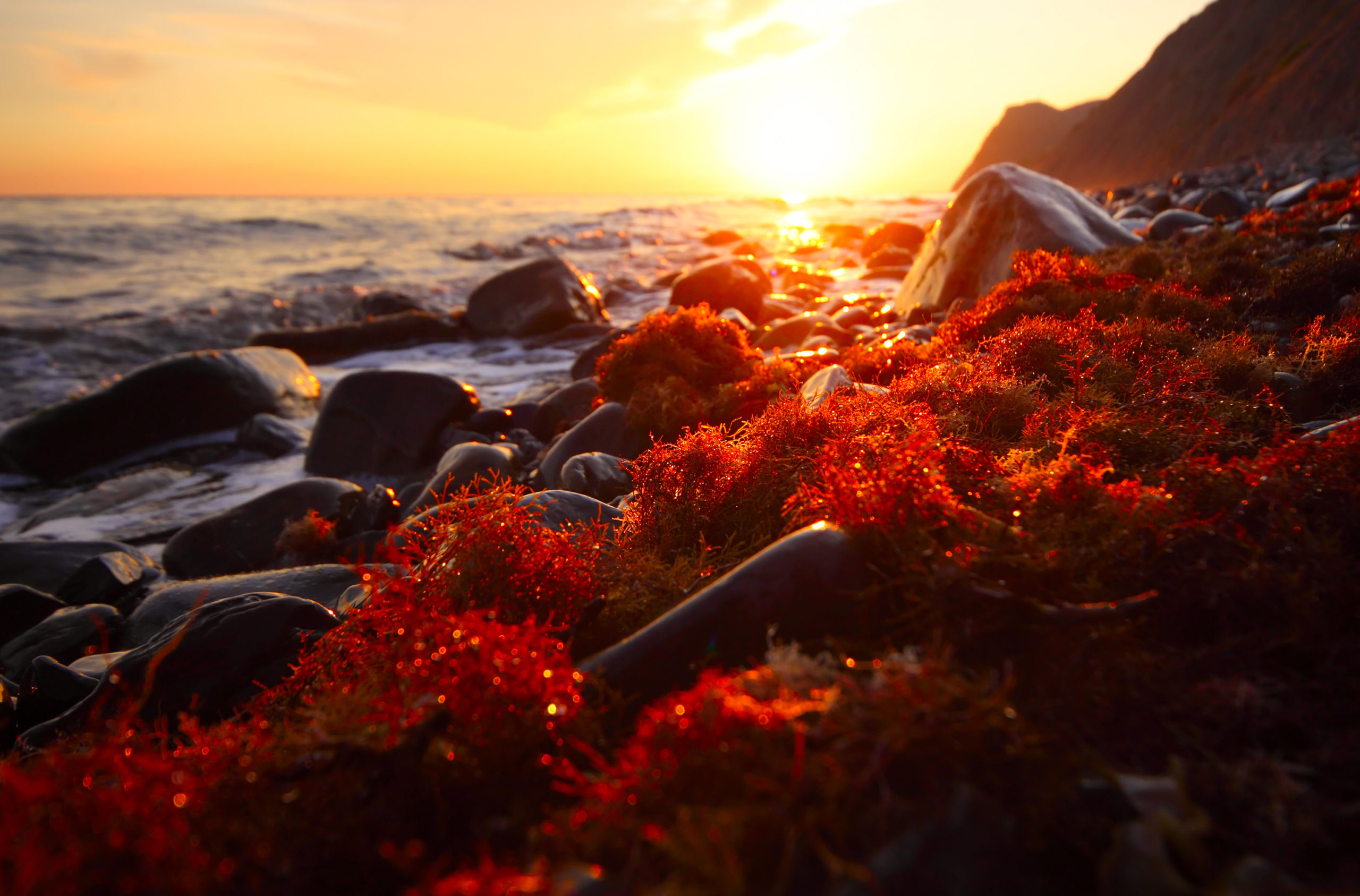 Red Algae in Skincare